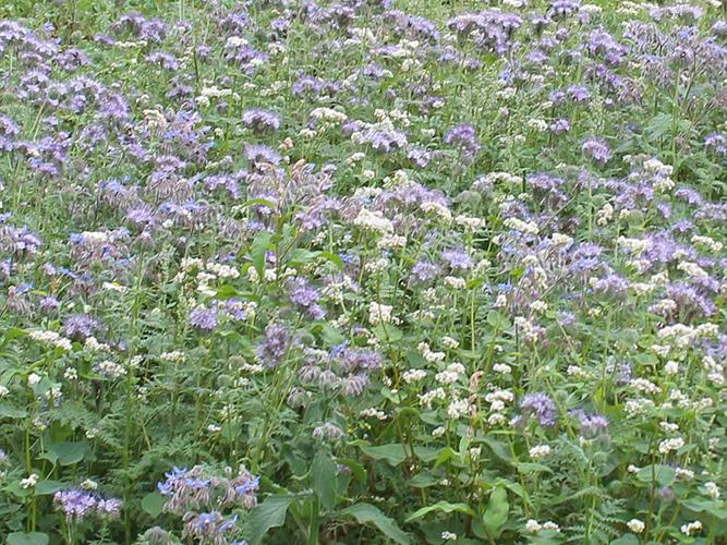 Annual Nectar Mixture (AHL1, SAM2)